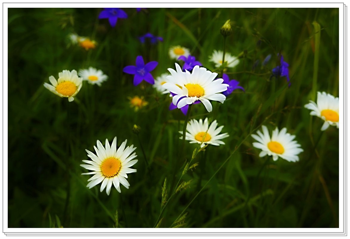 Полевые цветы - Любовь Чунарёва