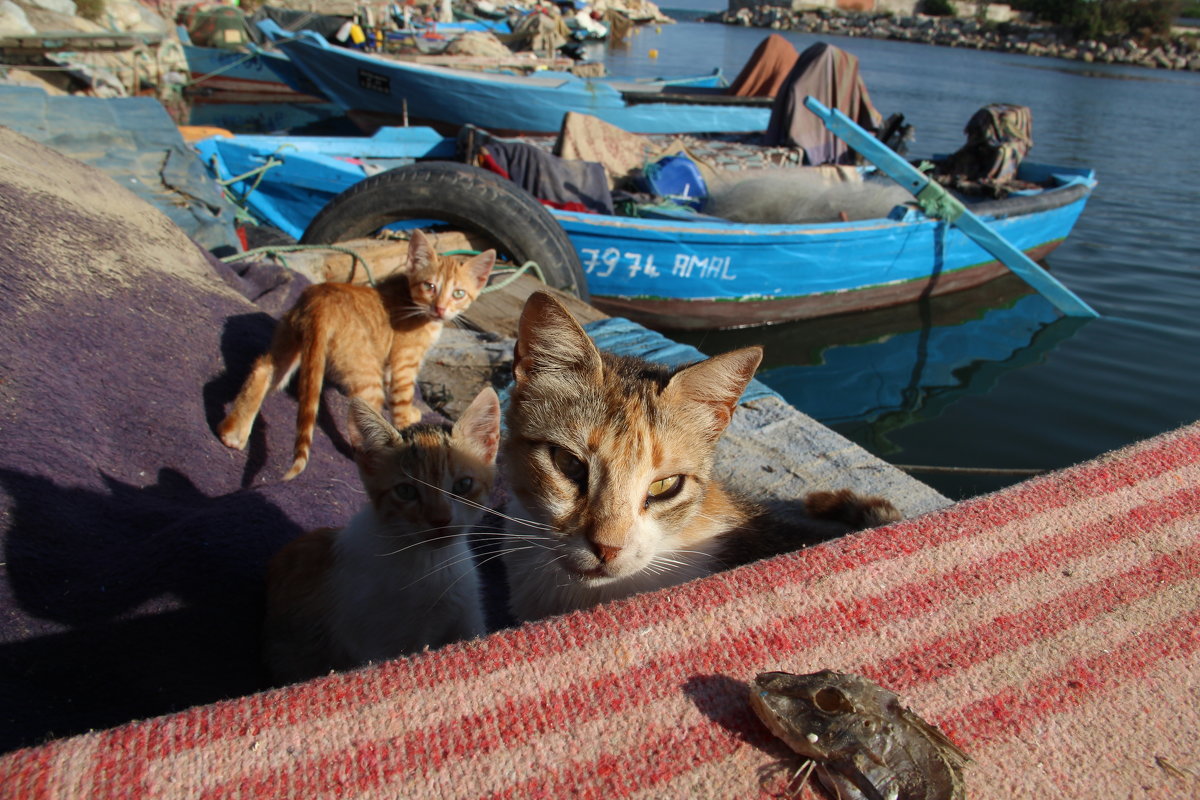 коты и рыба - Annie Amar