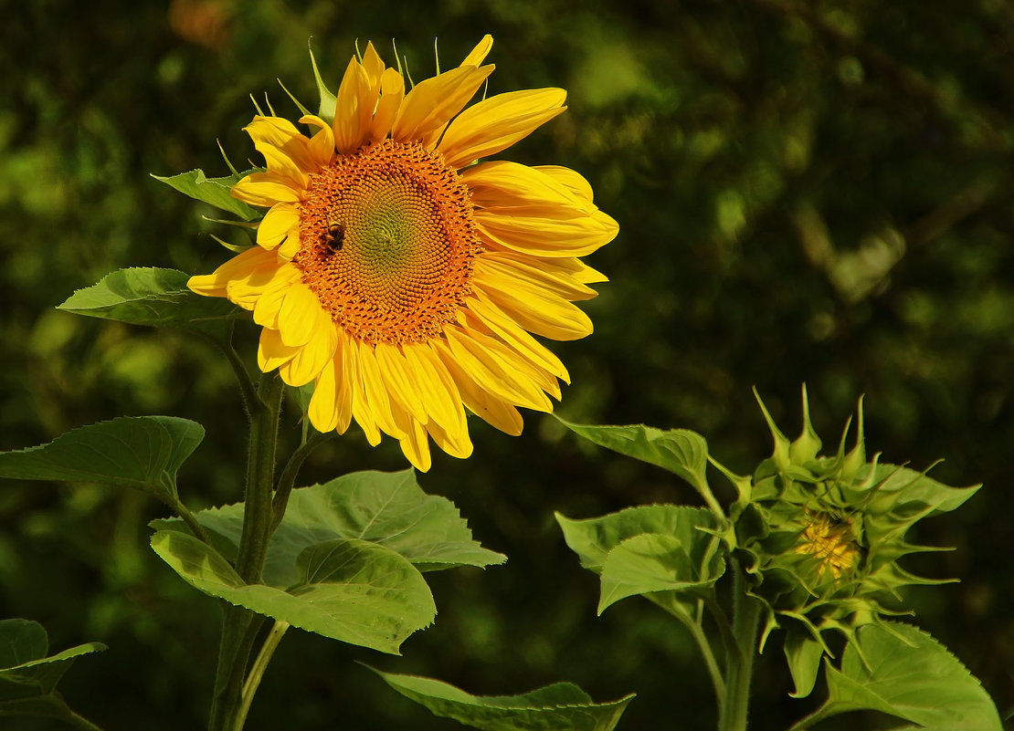 Солнечный цветок - Alexander Andronik