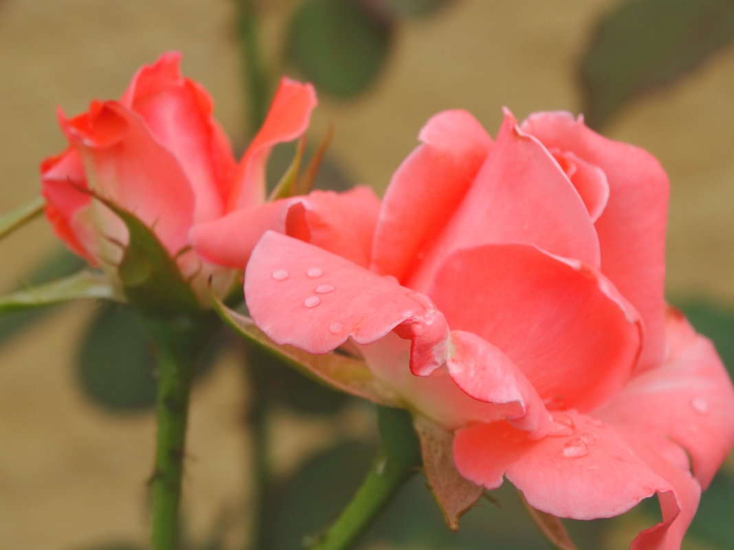 И под дождём прекрасны розы... - Тамара (st.tamara)