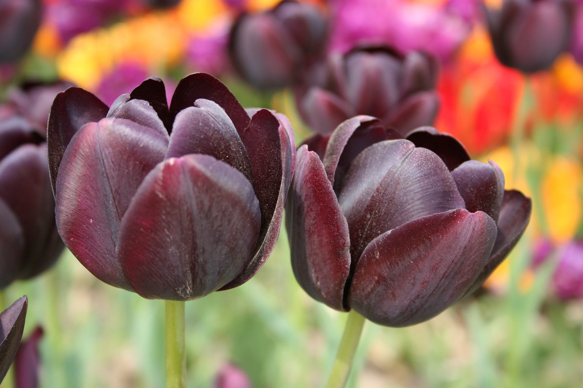 Необыкновенные тюльпаны - татьяна 