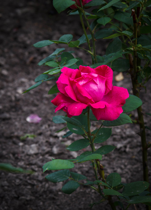 « …Славная роза, чудная роза, Сладостный символ любви,…» - Андрей Нибылица
