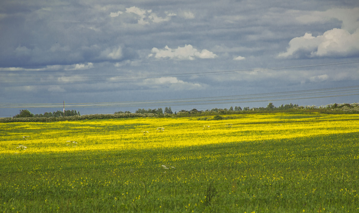 Пейзаж в жёлто-зелёных тонах - bajguz igor