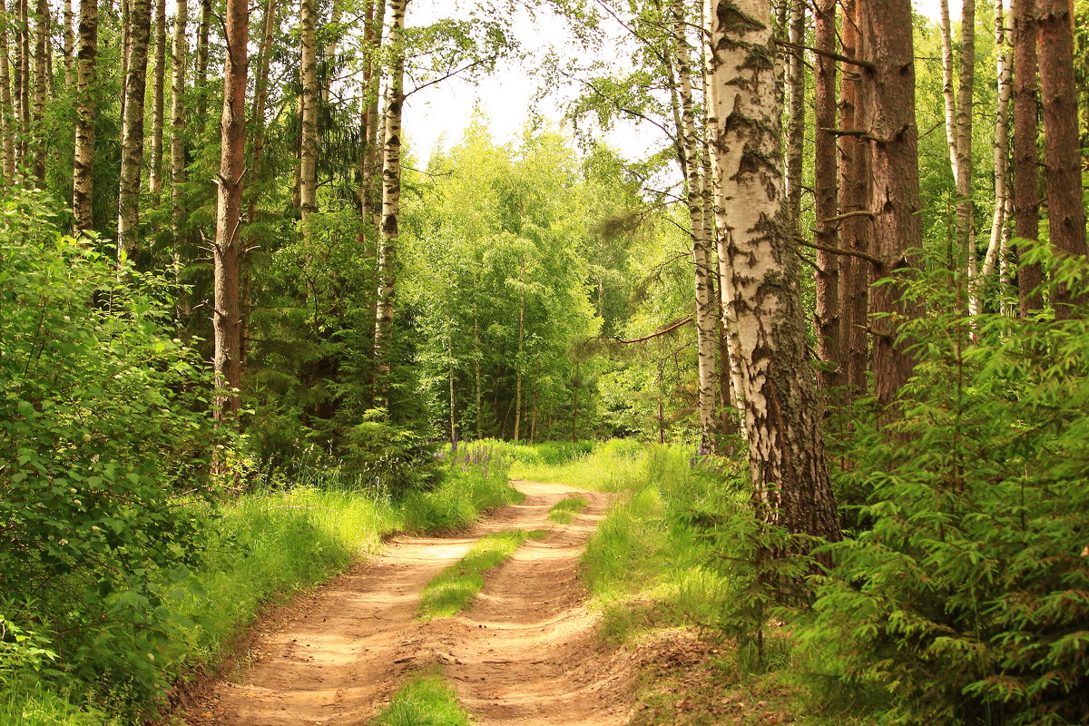 Прогулка в летнем лесу - Татьяна Ломтева