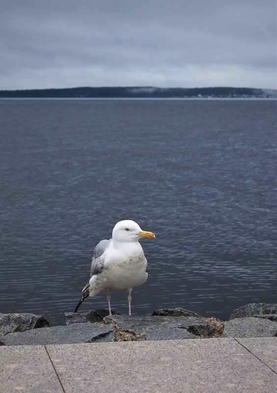 Чайка на берегу Онежского озера - Avada Kedavra! 