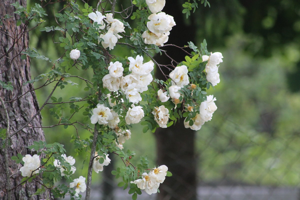 роза садовая - maikl falkon 