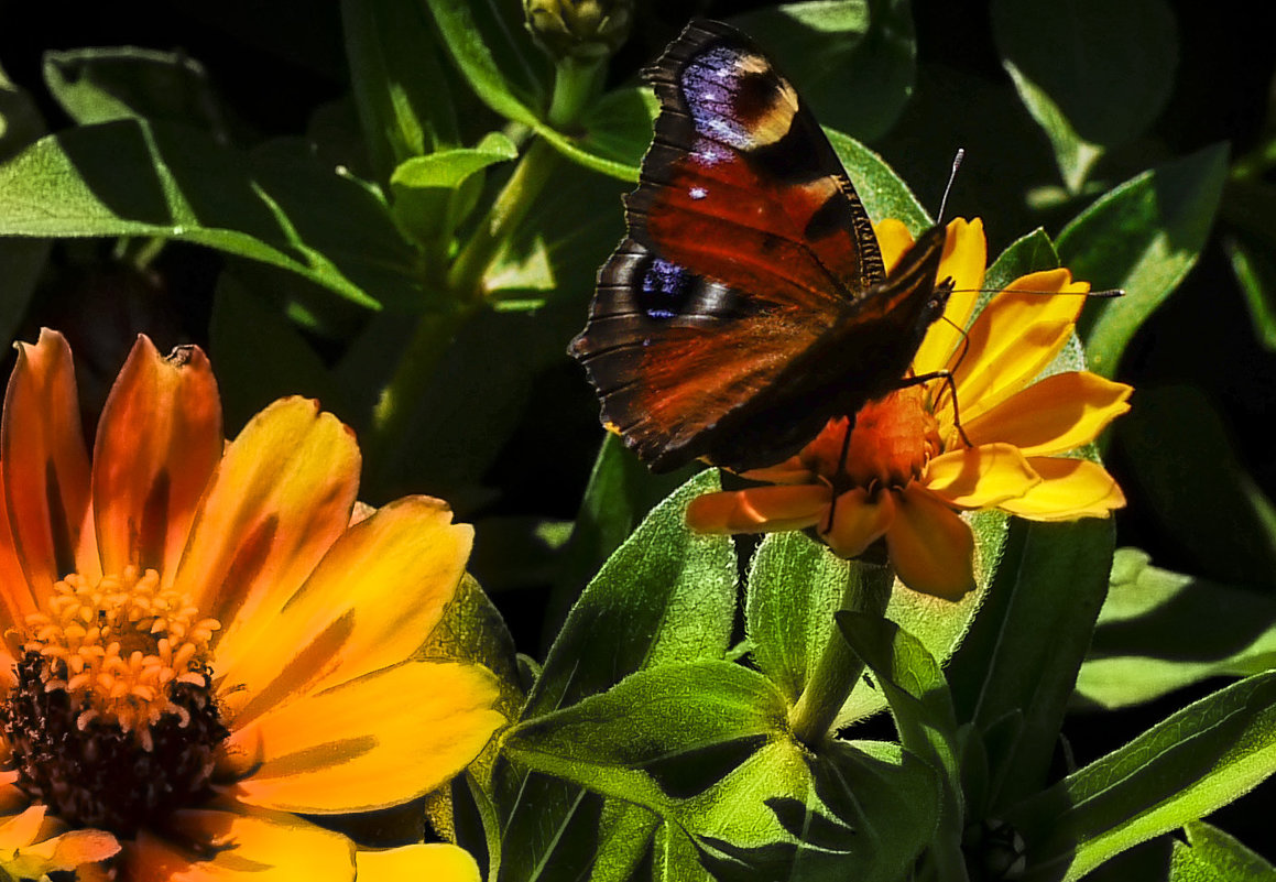 Бабочка в цветах - Alla Shapochnik