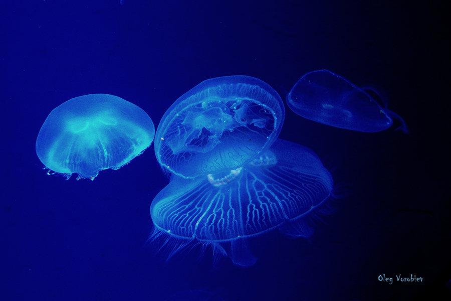 Медузы Японского моря - Олег Воробьёв