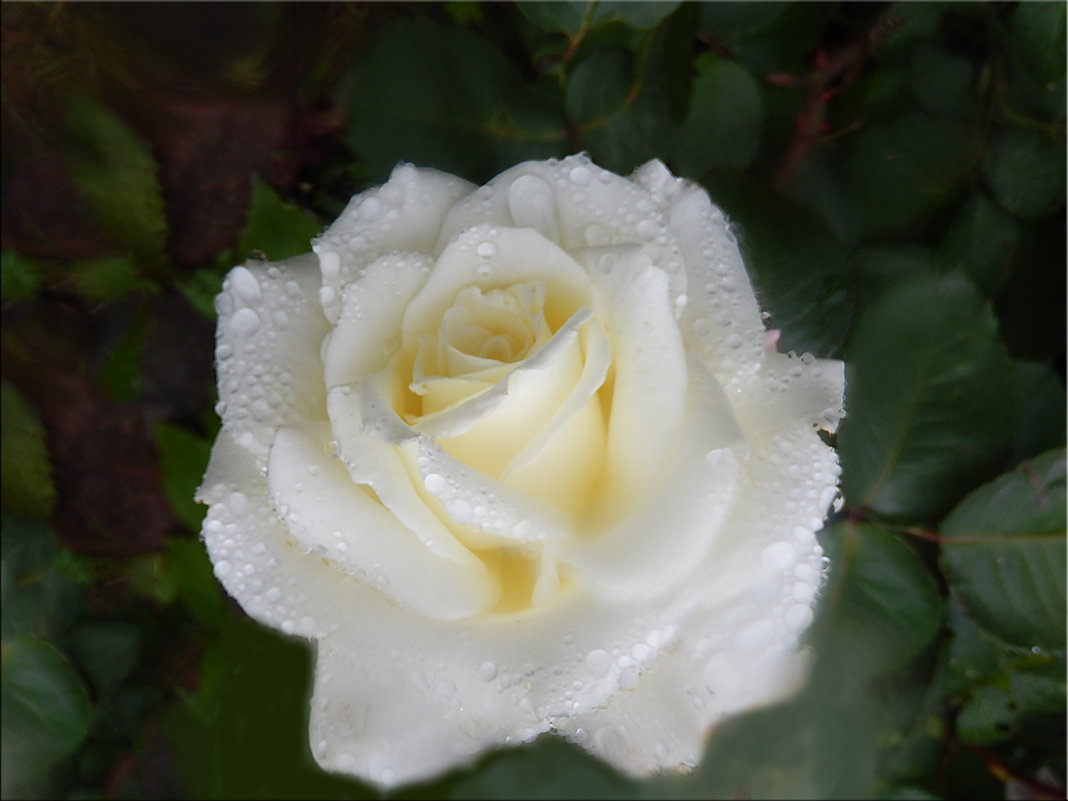 Белая роза - Natali 
