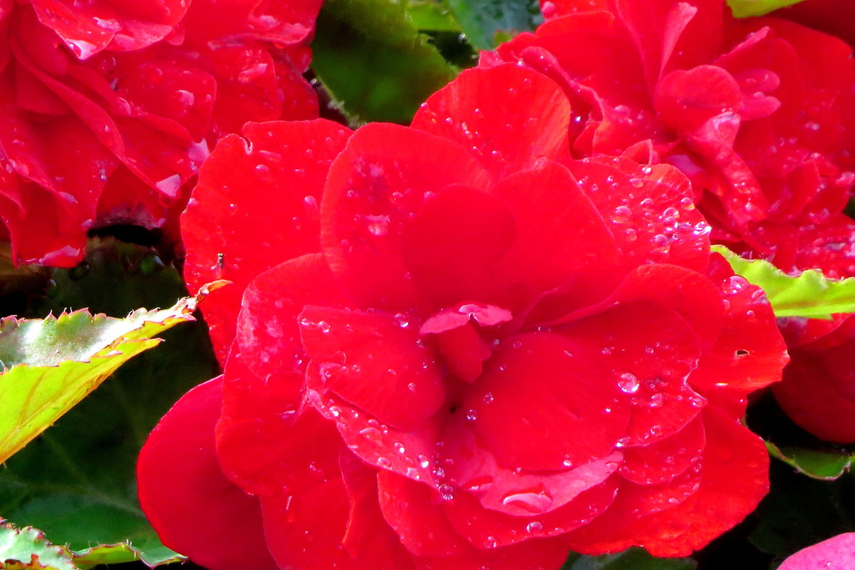 Розы после дождя - Светлана Петошина
