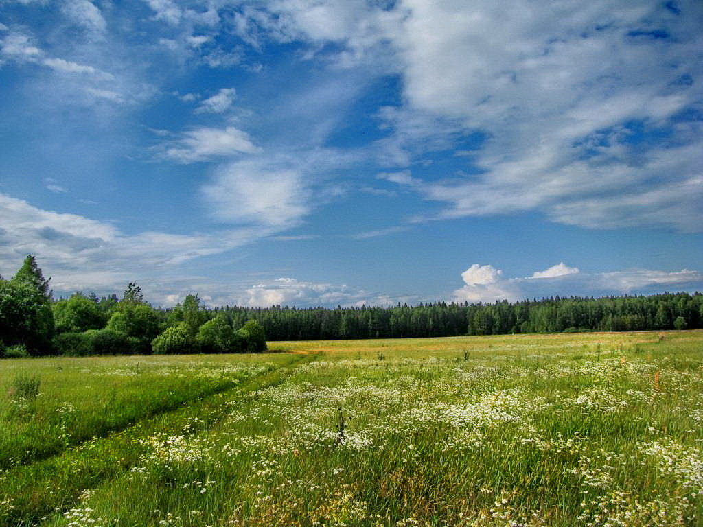 ЦВЕТОЧНОЕ ПОЛЕ - Лара Симонова 