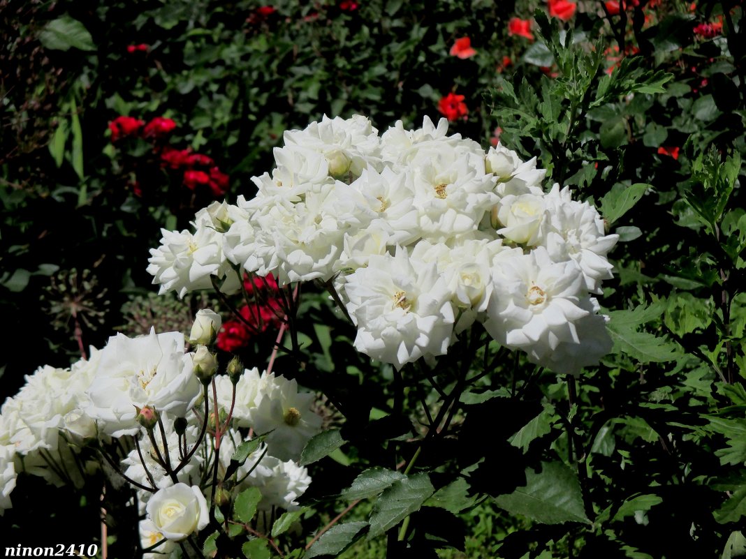 Букет белых роз - Нина Бутко