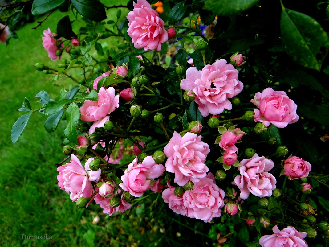 Розовые розы. - Антонина Гугаева