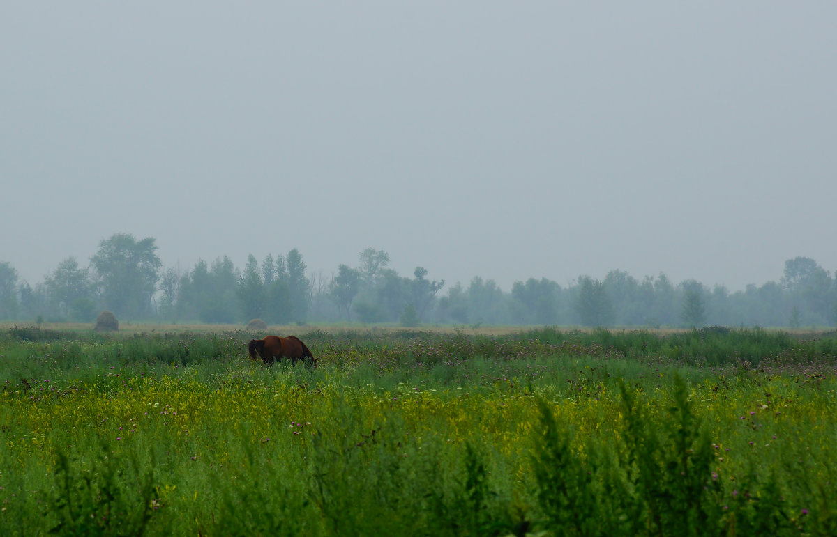 Лошадь в тумане - Сергей Царёв