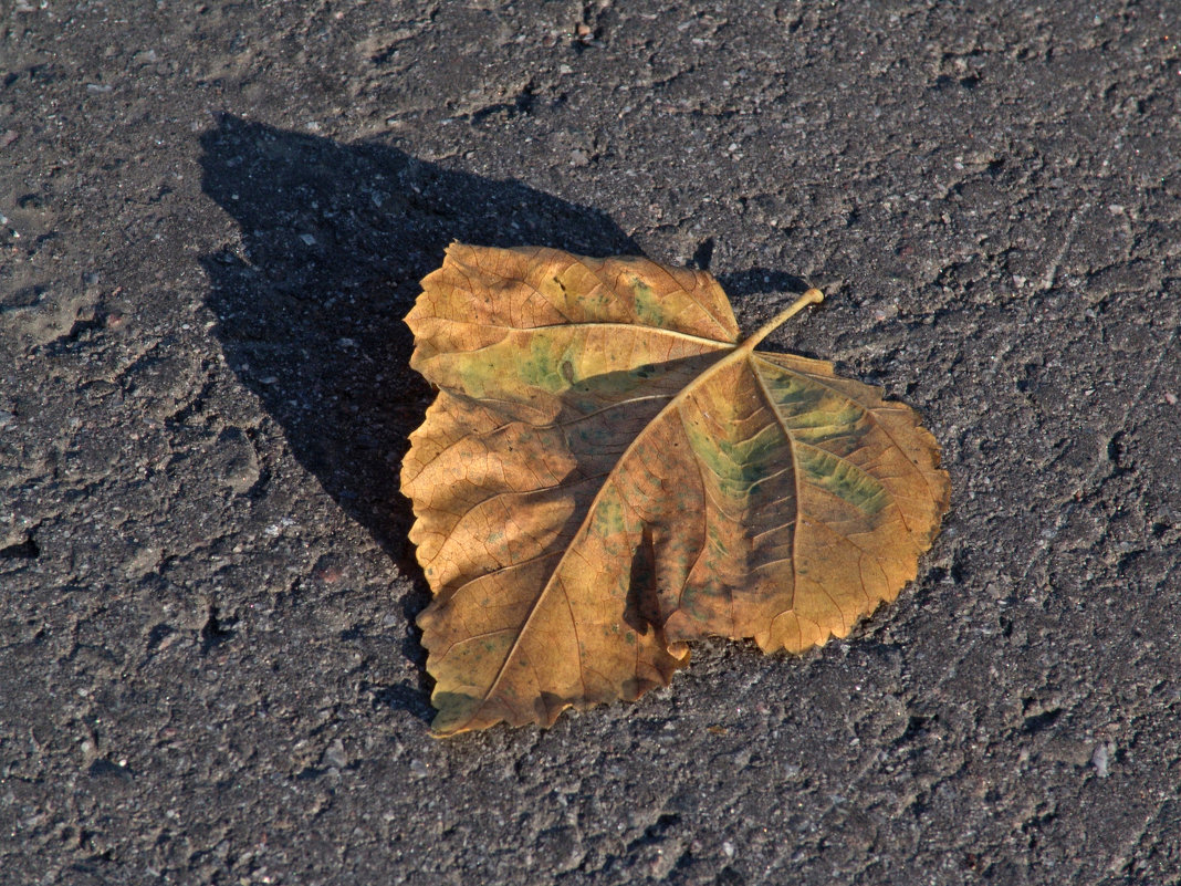 Осенний лист - Odissey 