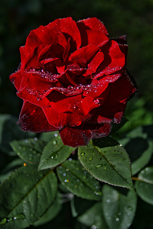 моя роза расцвела в саду - Любовь Кищенко