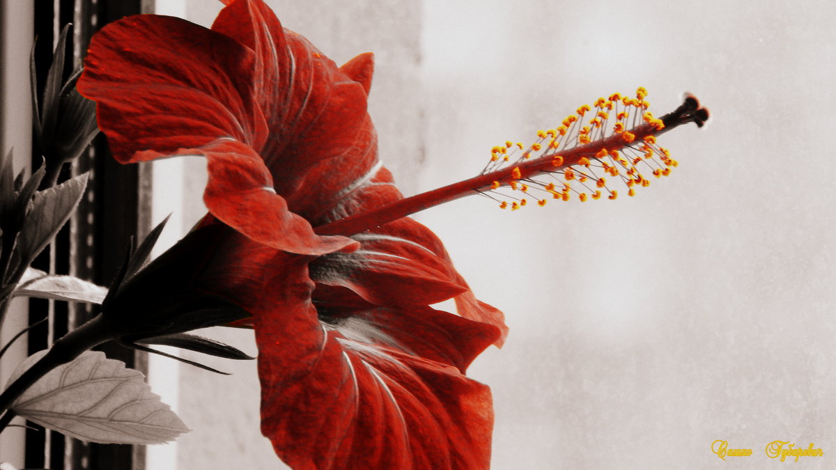 Красивый красный цветок - Сашко Губаревич