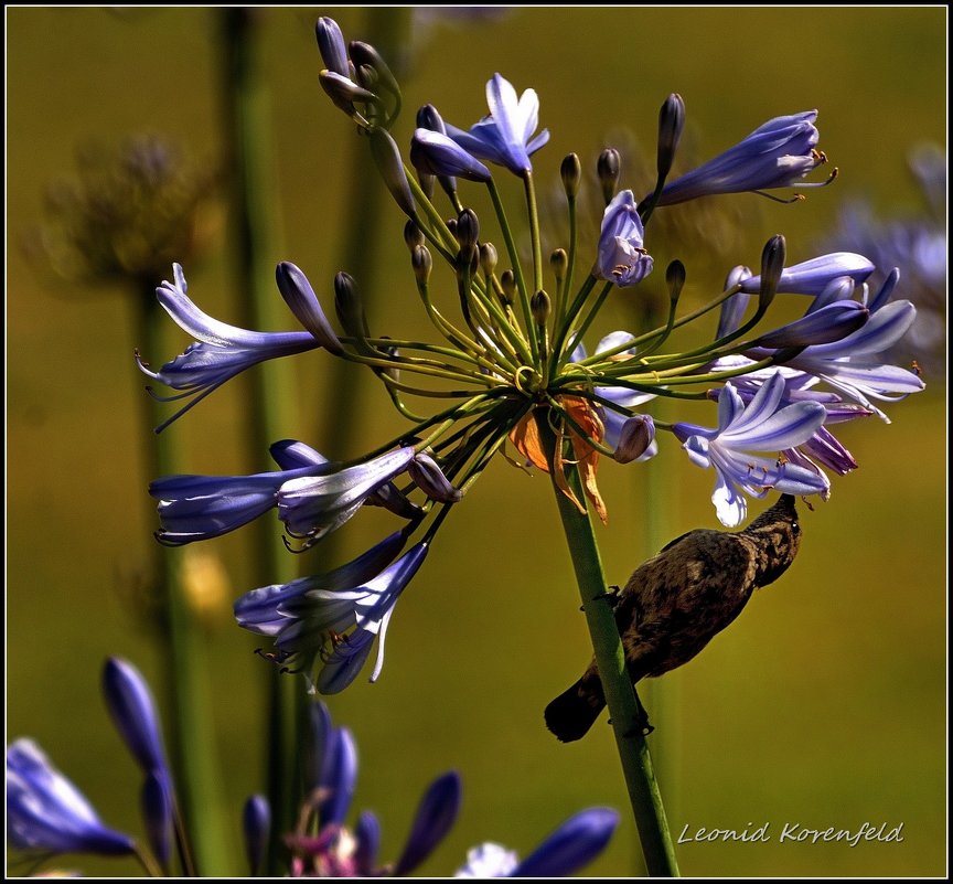 *** - Leonid Korenfeld