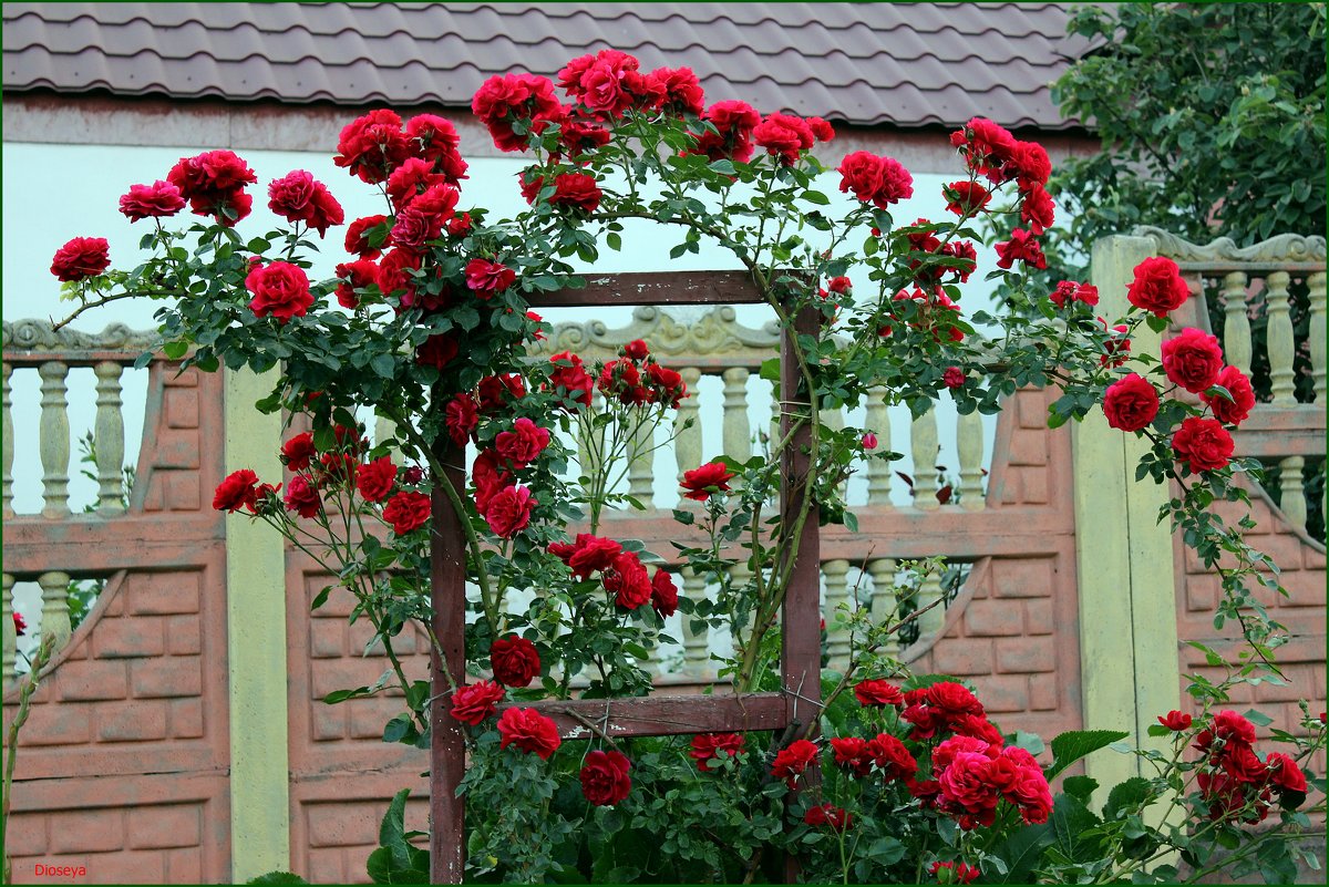 Милые сердцу розы - Татьяна Пальчикова