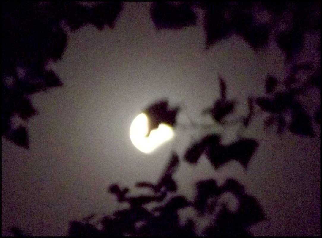 Луна в затмении, прикрытая листочком ! - Надежда 