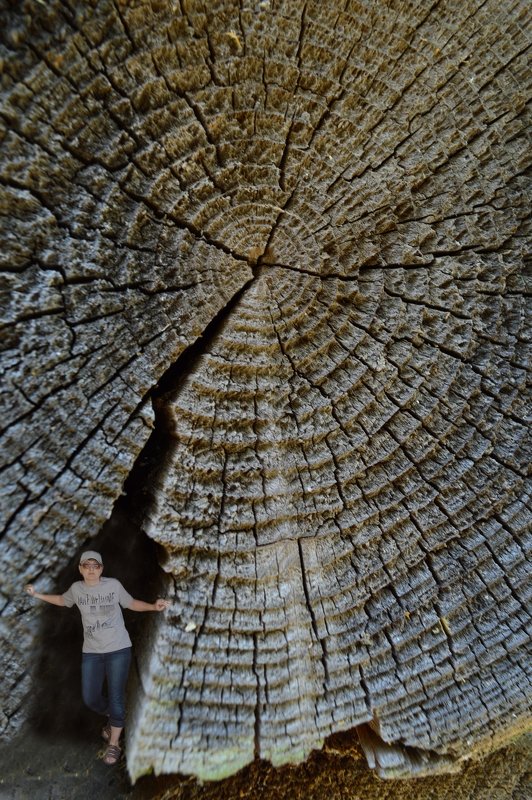 гигантский ствол дерева - Светлана 