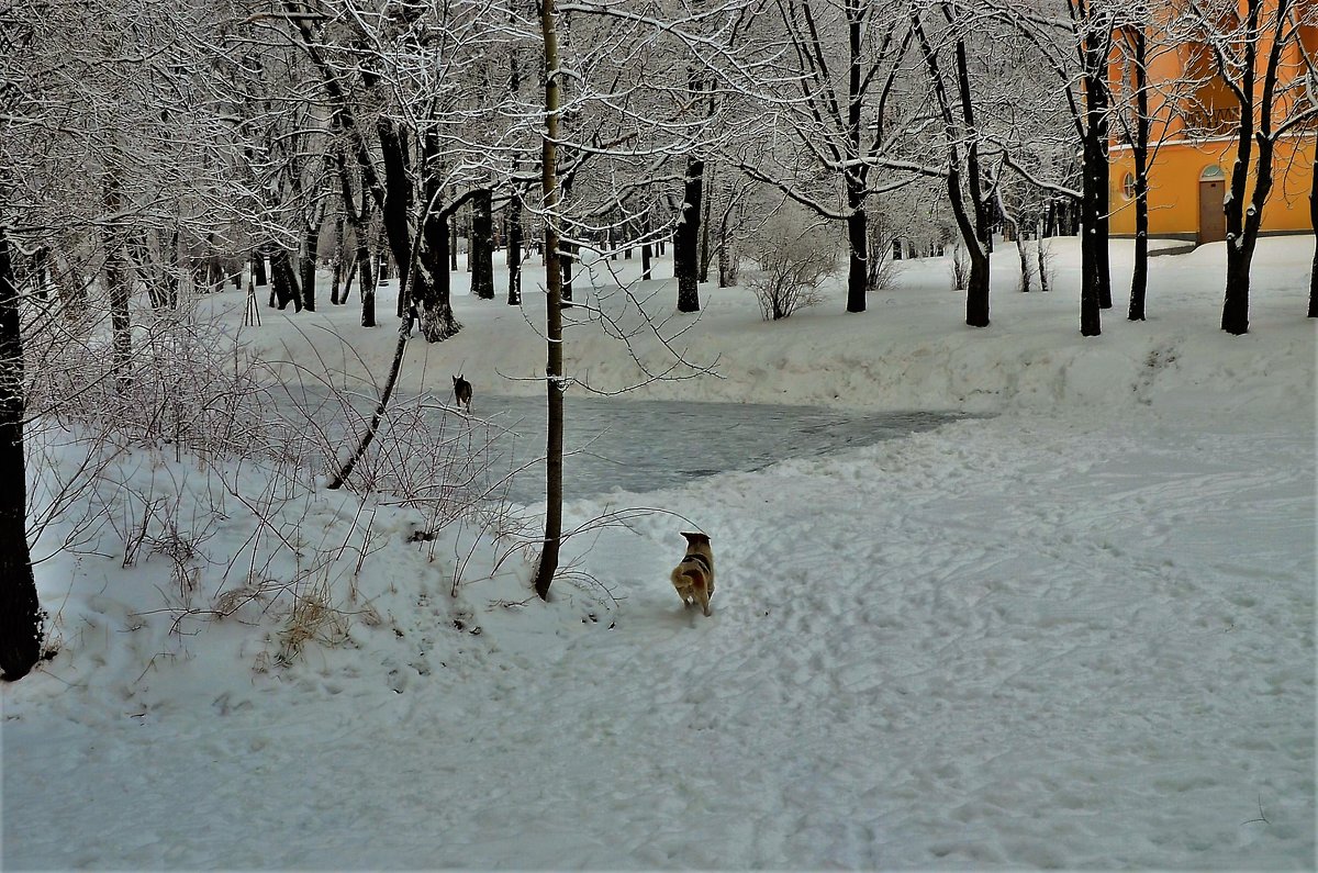 Убежали в зиму... - Sergey Gordoff