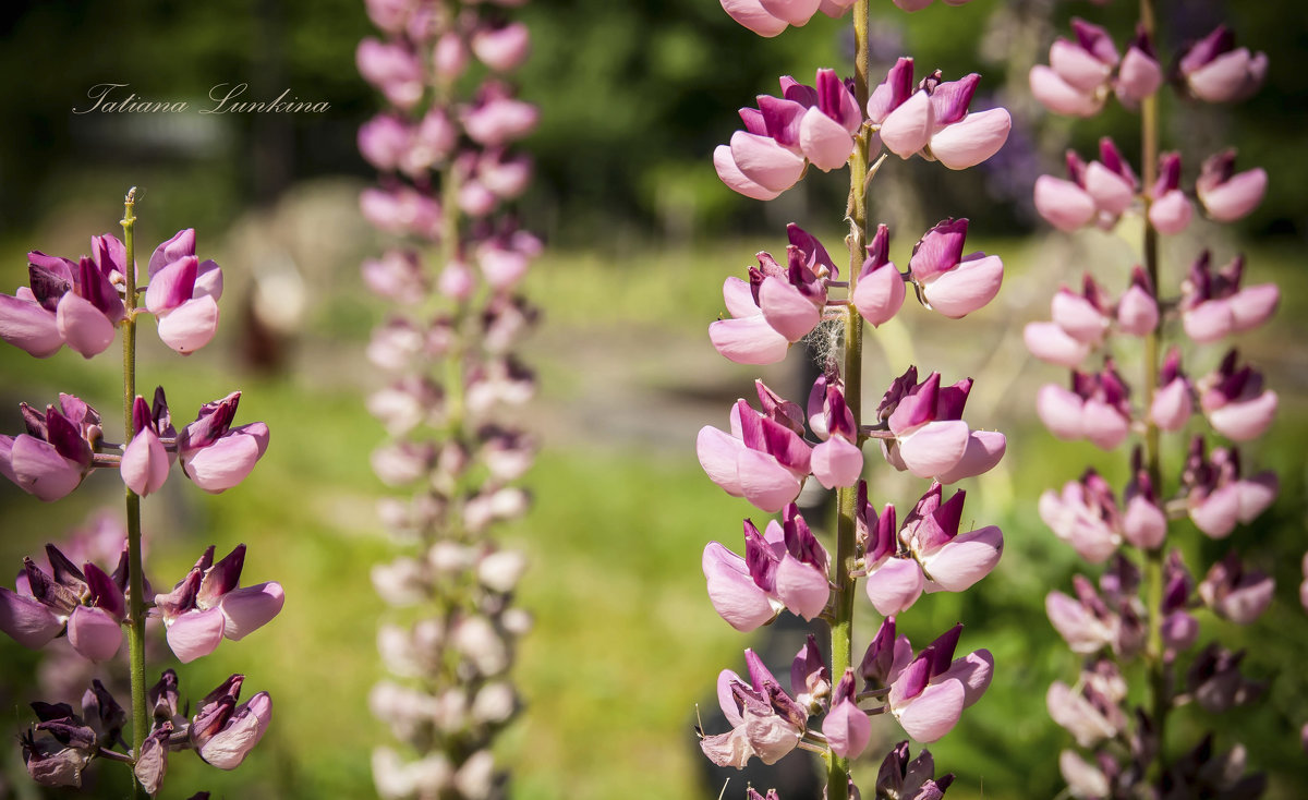 Lupinus - Tatiana 