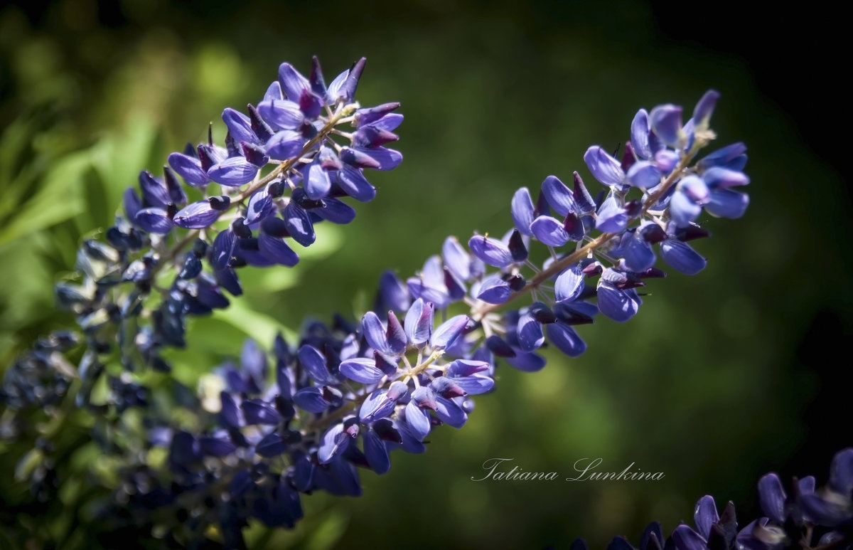 Lupinus - Tatiana Lun