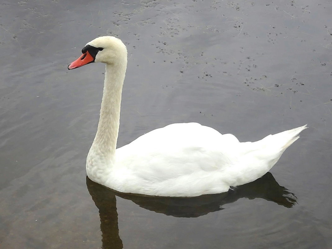 Белый лебедь на озере - Маргарита Батырева