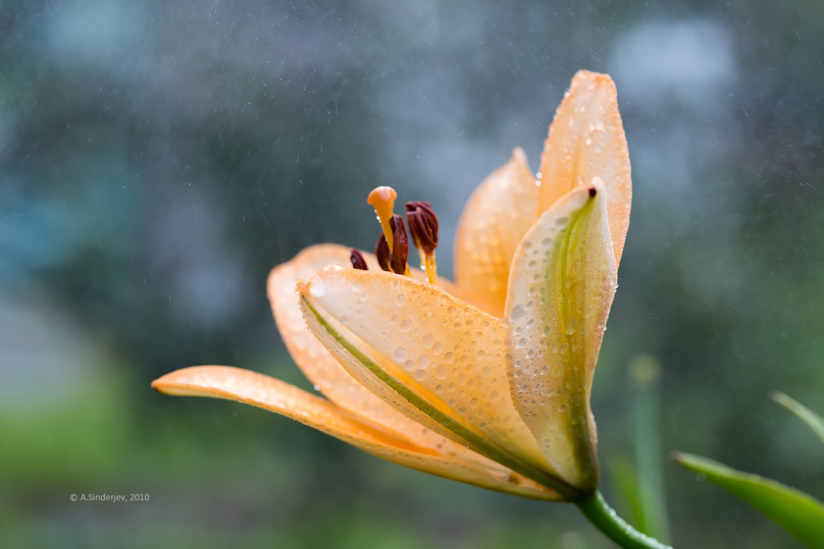 Макро лилии в каплях дождя - Александр Синдерёв
