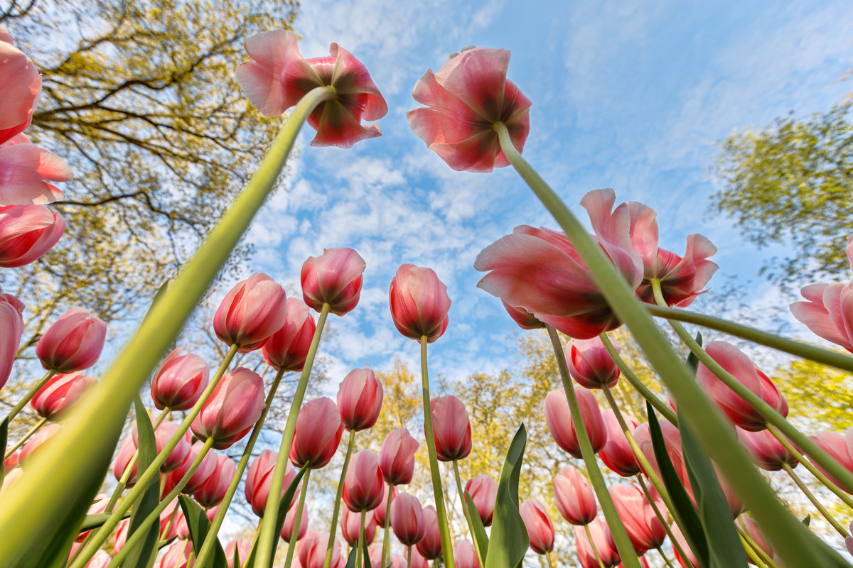 Tulipan - egis kunigiskis