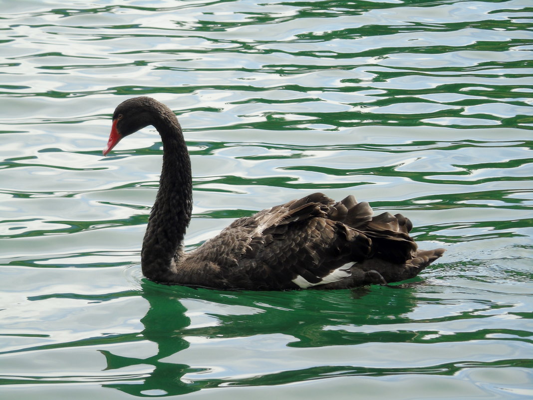 Посреди прозрачных вод лебедь черная плывет - Валентин Когун