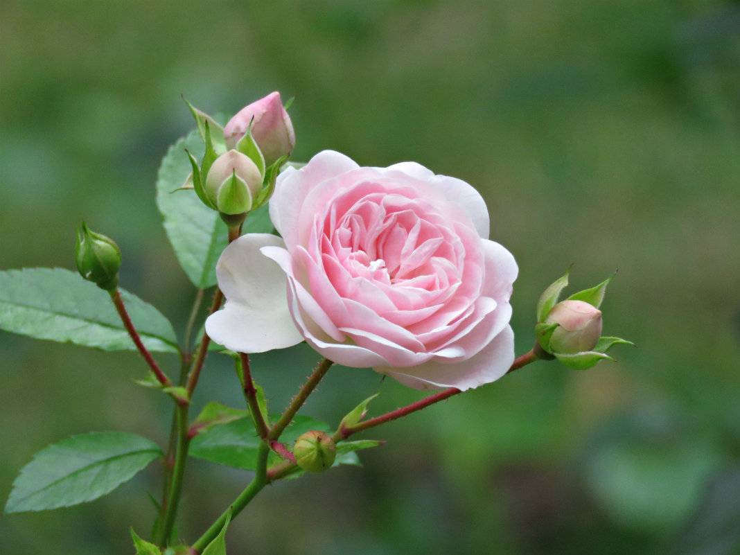 Розовая роза - Клара Леоненко