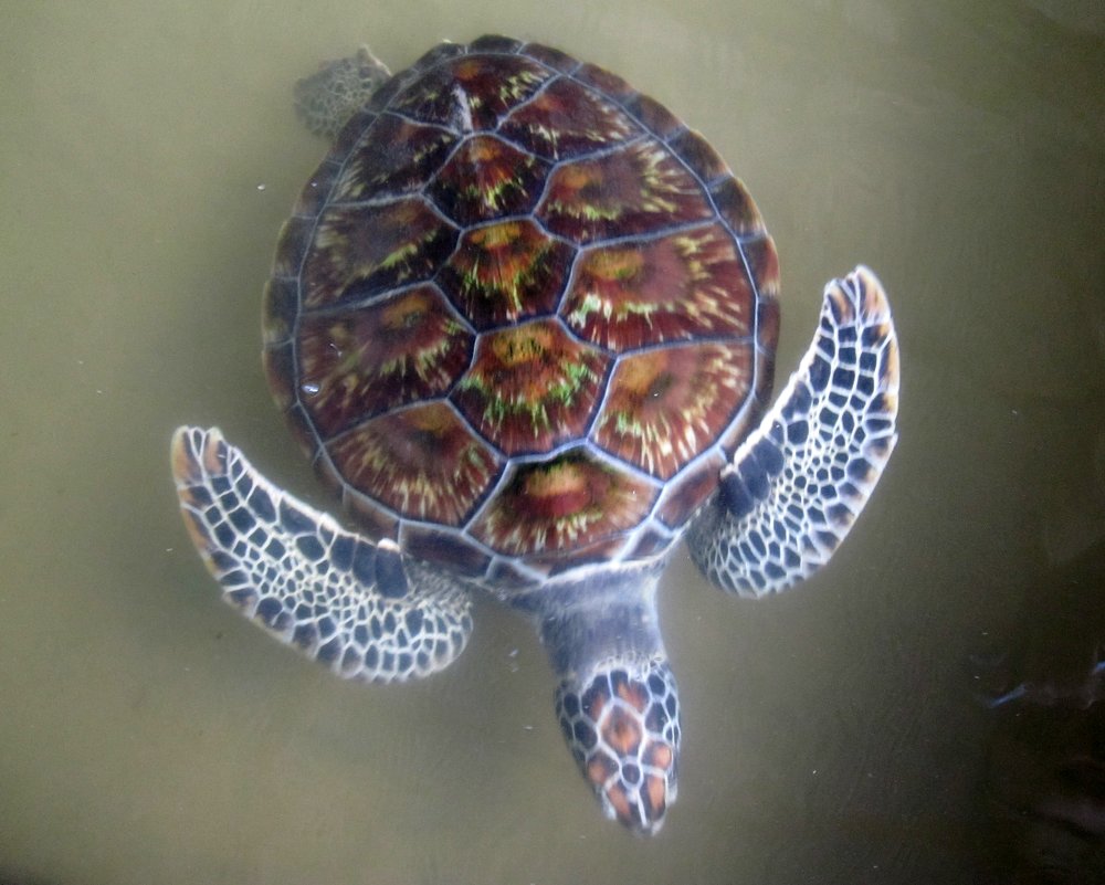 Цейлонская черепаха - ЛЮБОВЬ ВОРОЖБИТ