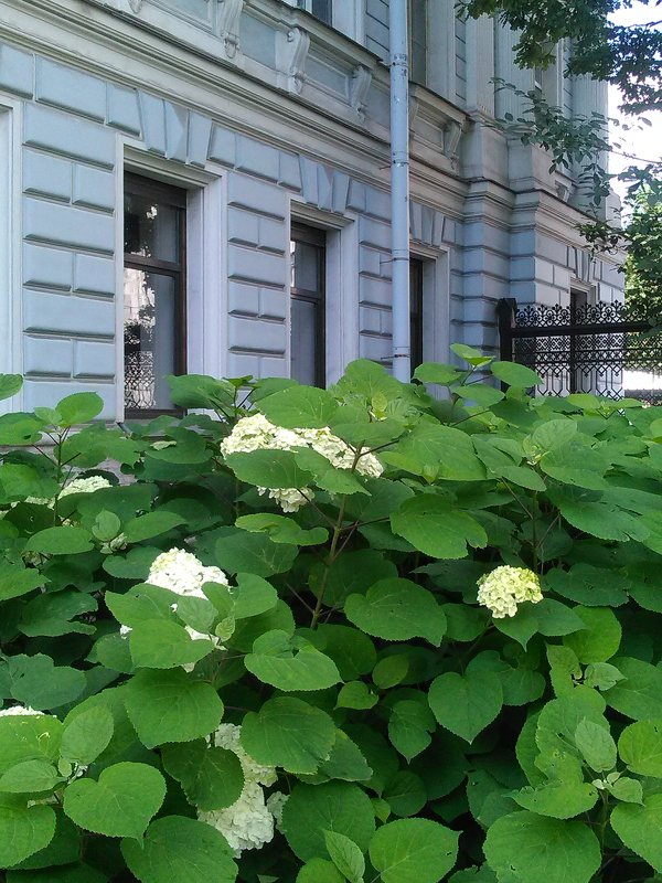 Цветы в саду Сан-Галли (Санкт-Петербург). - Светлана Калмыкова