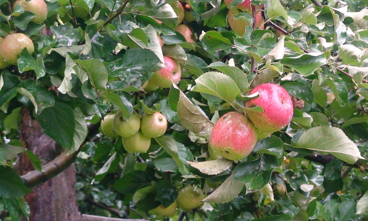 19 августа - яблочный спас - elena manas