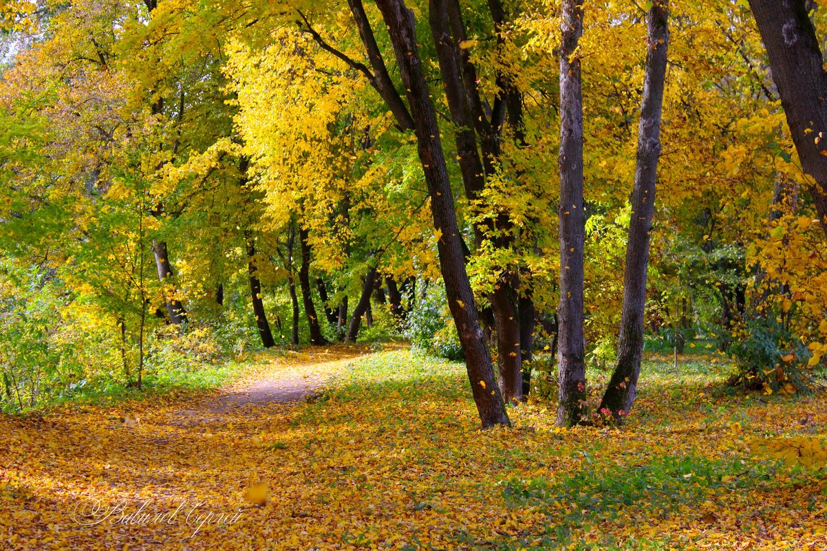 Осенний листопад - Сергей 