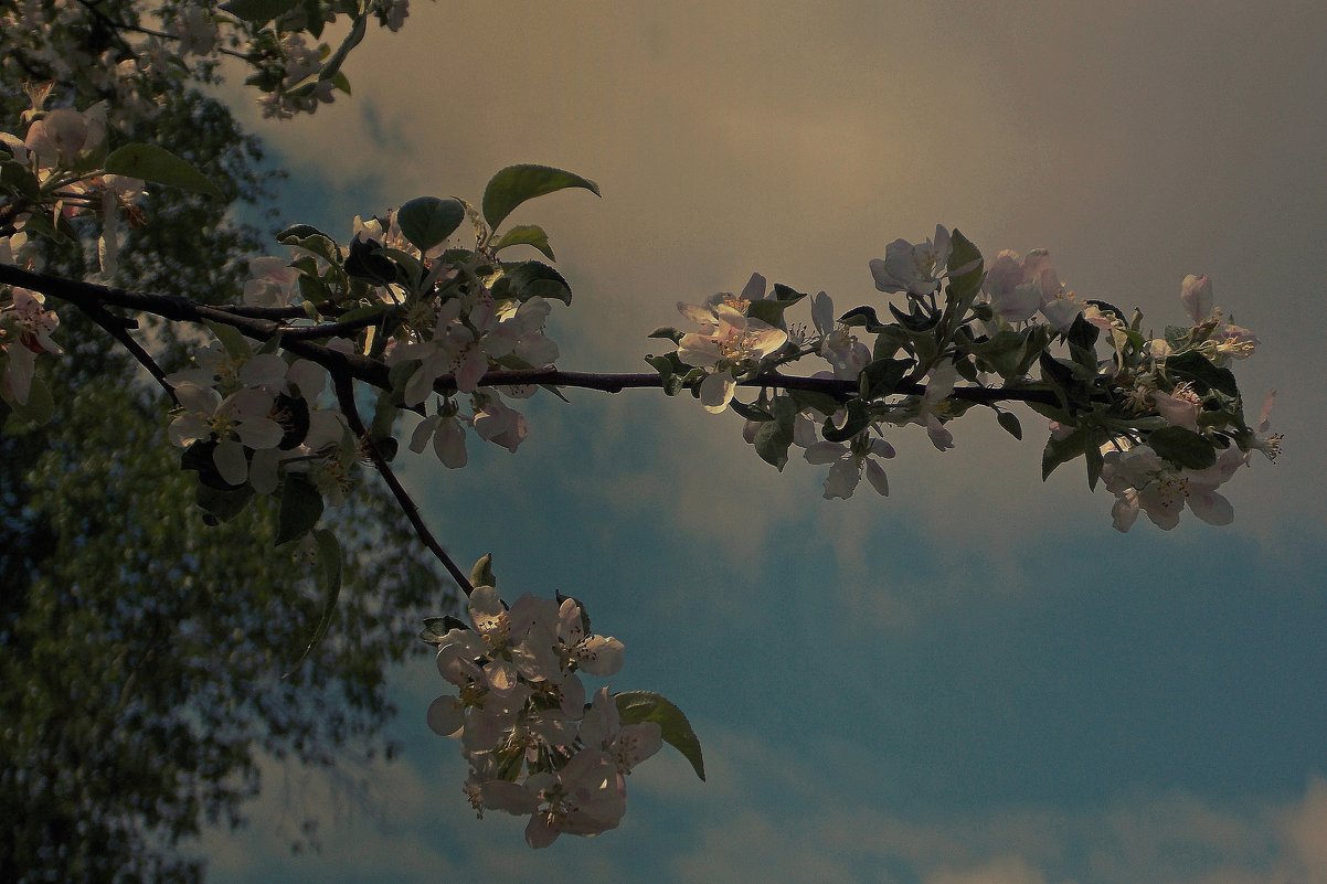 Цветение яблони - Фотогруппа Весна