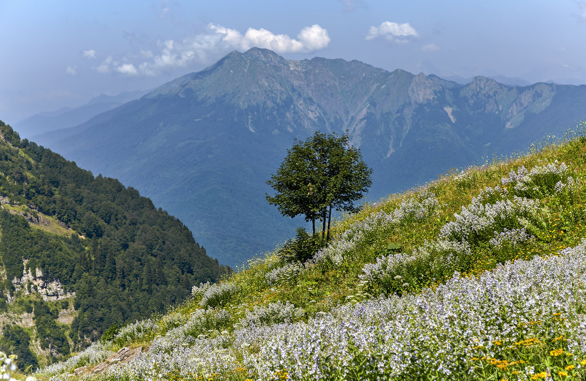 Альпийские луга в Абхазии - олег 