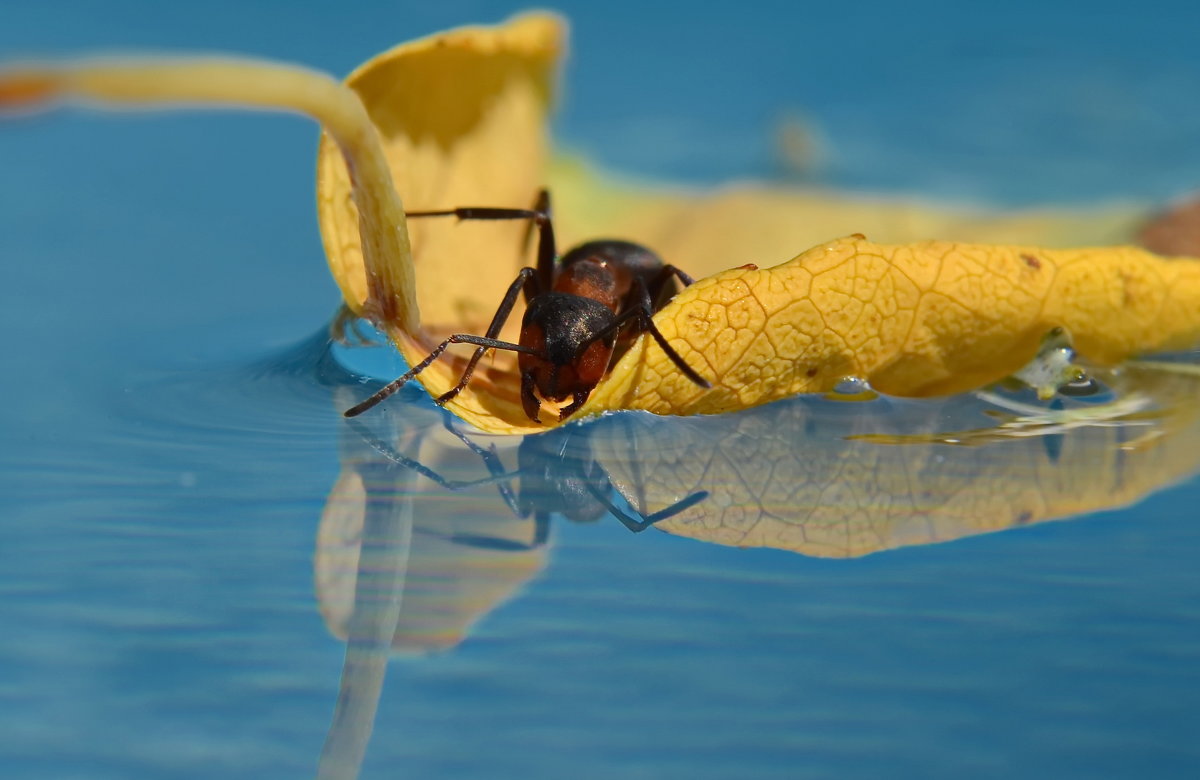 муравей и его отражение - Olena 