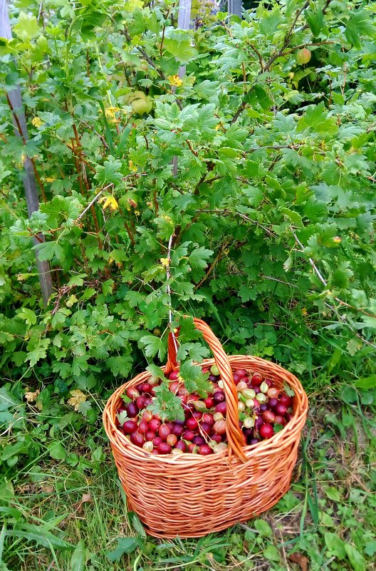 Кустик порадовал - Ольга 