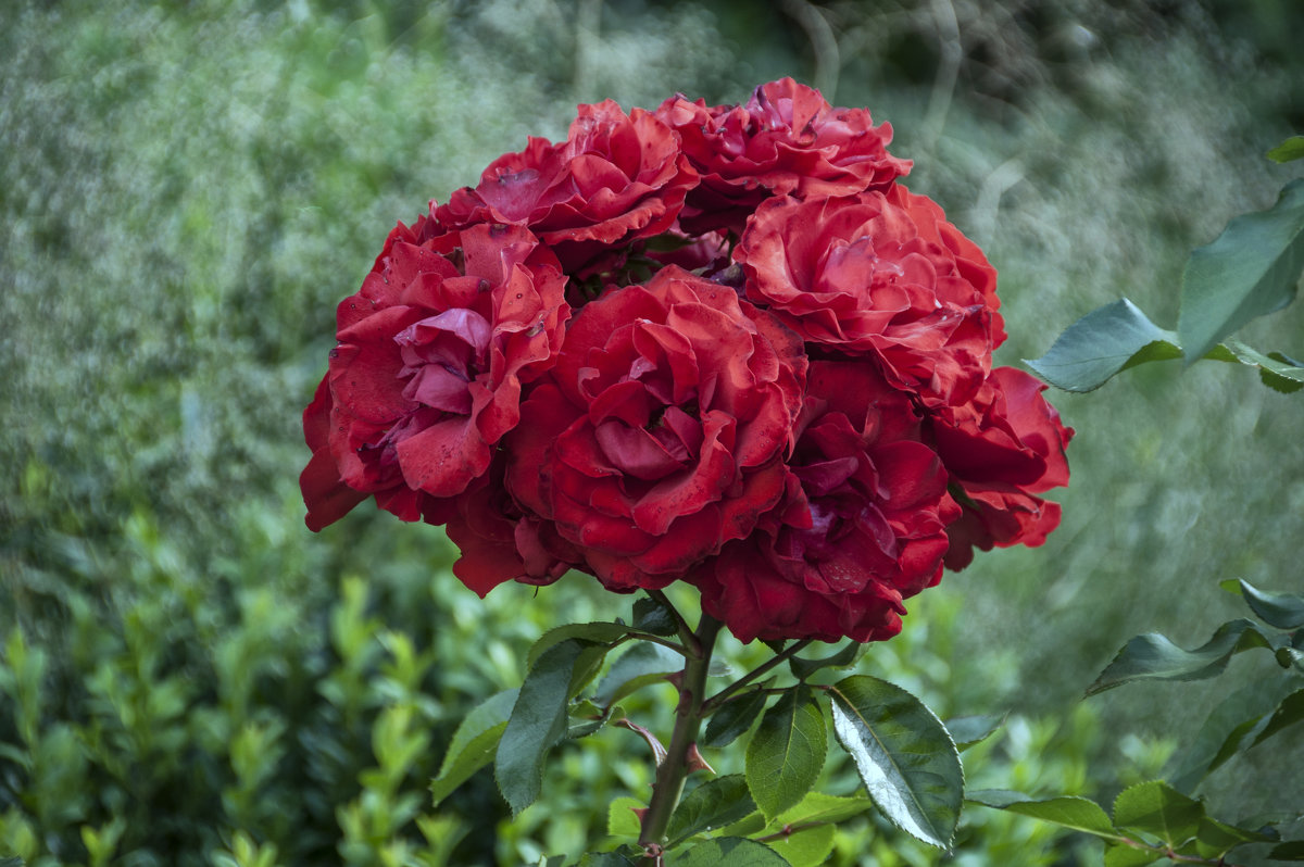 Букет роз на одном стебле - Евгений Дубинский