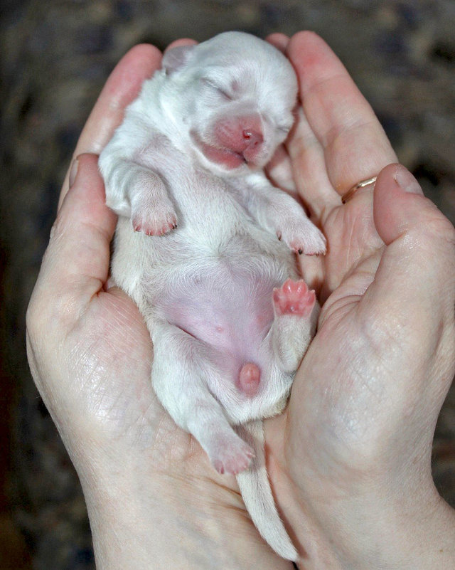 Крошка на ладошках (новорожденный щенок Чихуа) - Анжела Пасечник