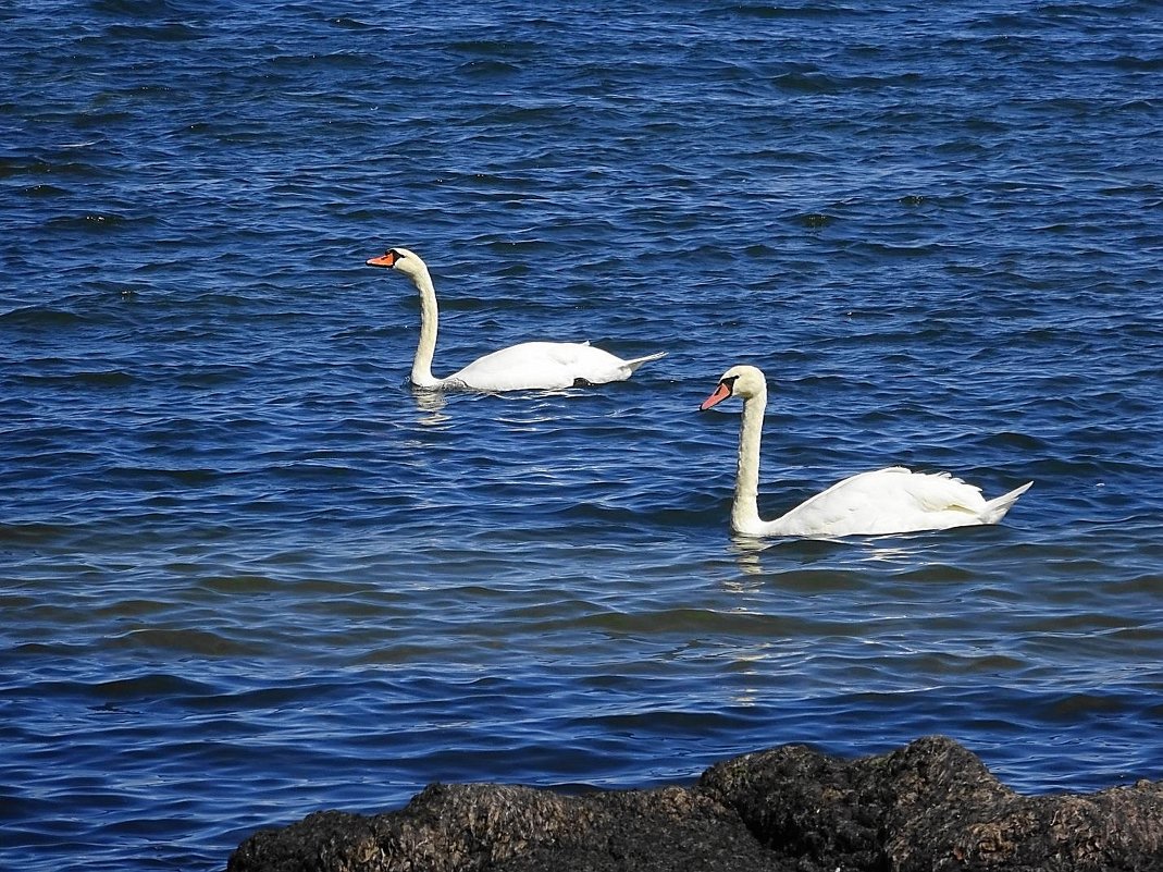 Лебеди на море - Маргарита Батырева