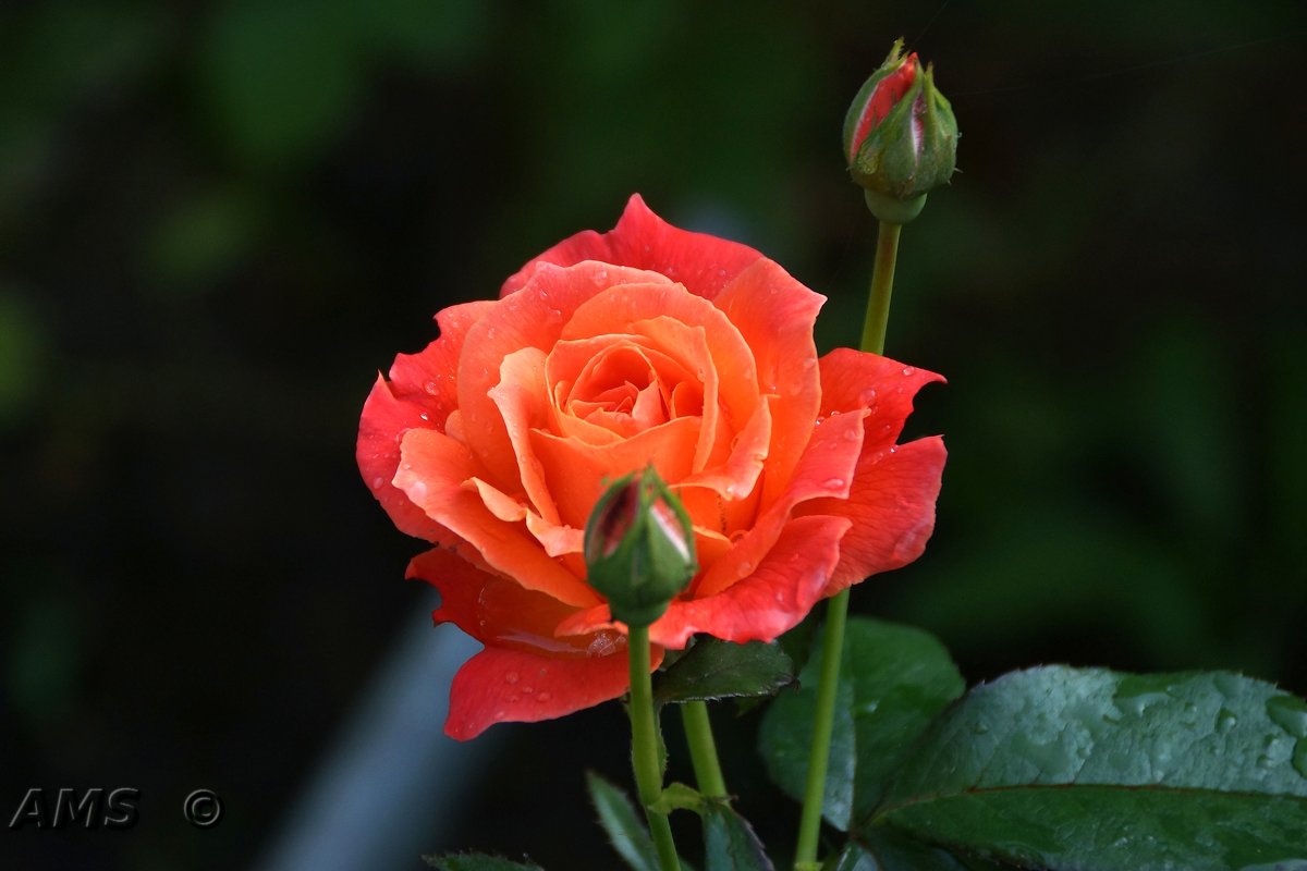 Роза - kolyeretka 