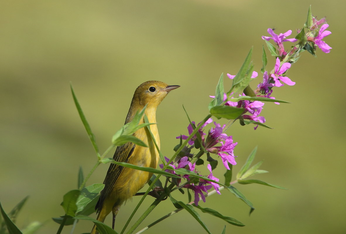 yellow warbler - Naum 