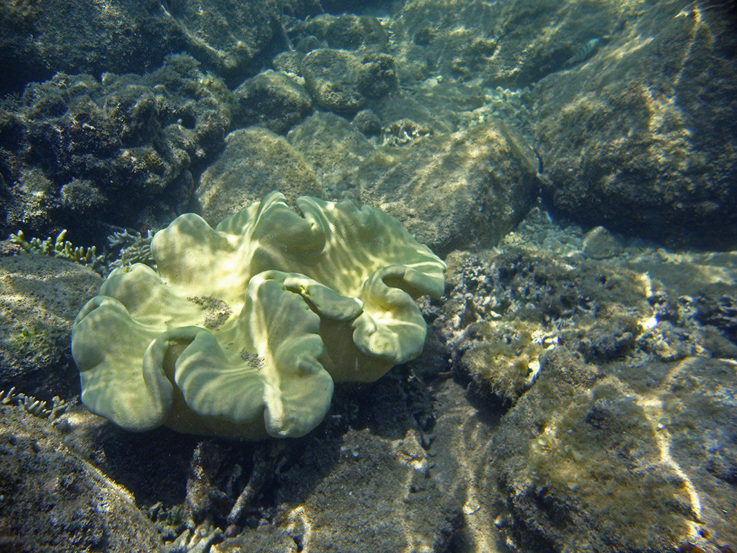 Коралловый цветок - Екатерина Ульянцева