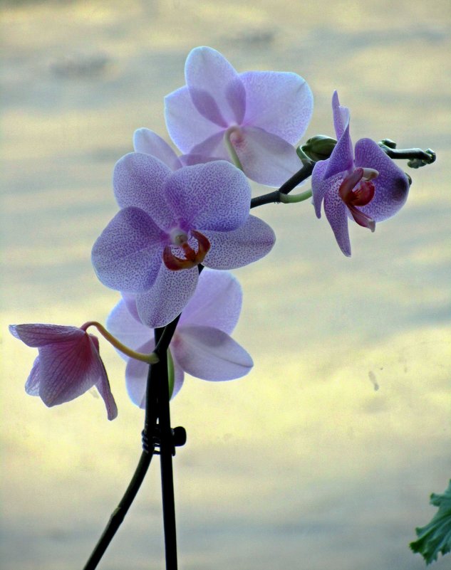 Орхидея - Сергей Карачин
