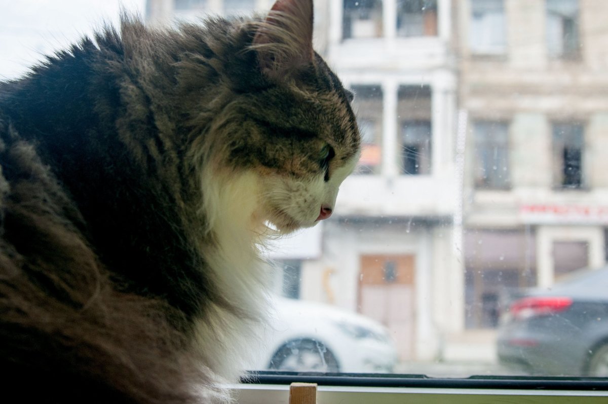 Котик на окне - delete 