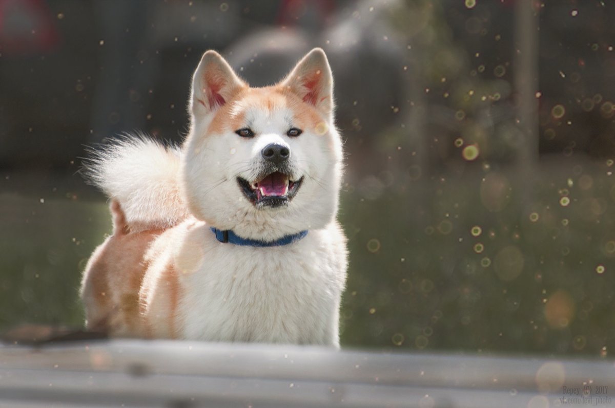 Акита-ину - Японская собака - Валерия Репей